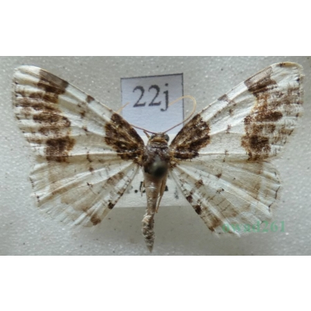 Ligdia adustata (denis & schiffermüller, 1775) Plamiec trzmieliniak Czech22j